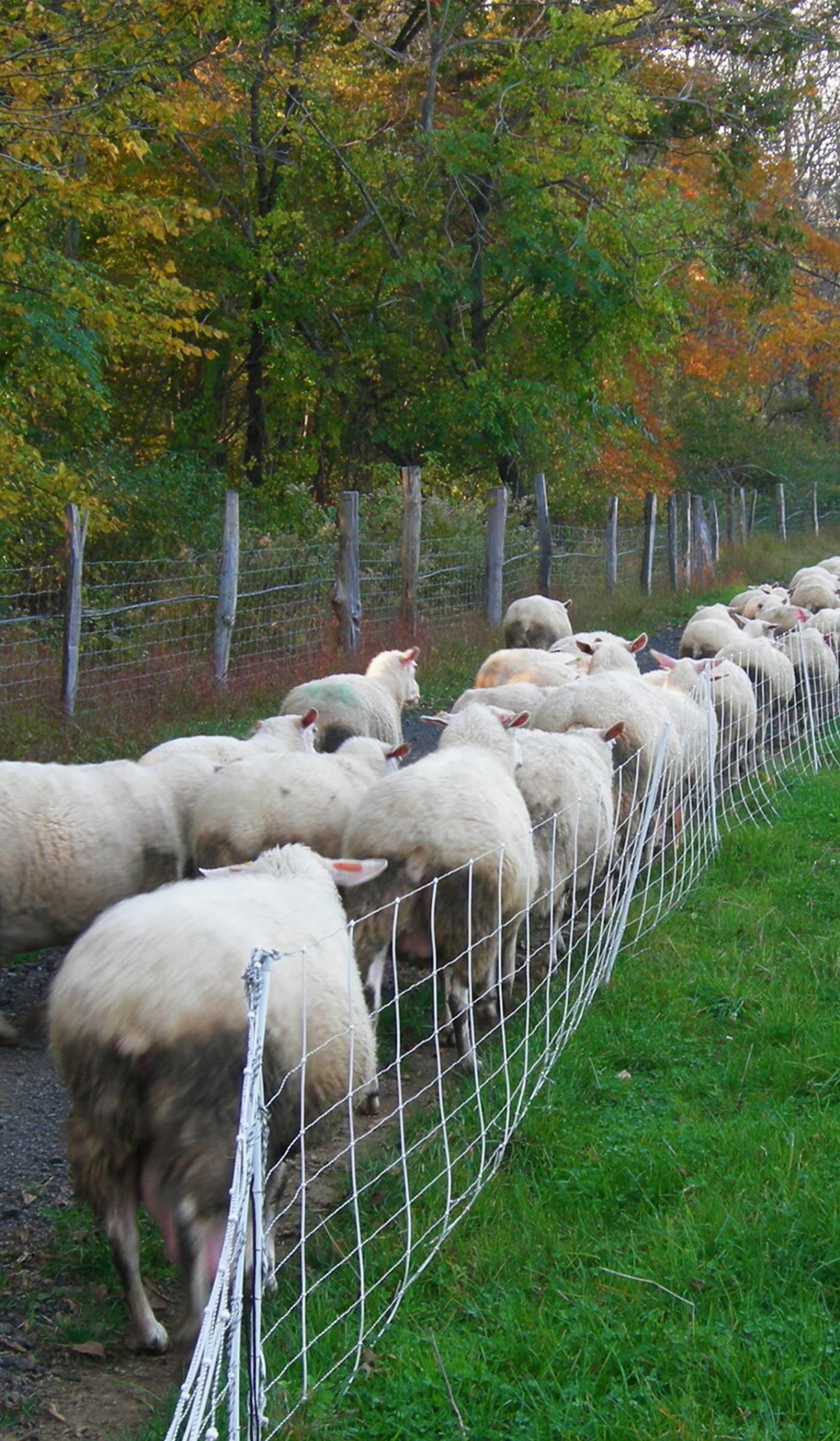 Lambs